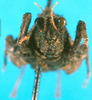 CollectionObject 1502874; 89972fb5-f3b3-4e82-bdcc-8101473e4a85: male, frontal view. (CollectionObject).