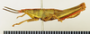 CollectionObject 1518472; 53598579-4ba7-4fbf-85aa-b737d52238bf: male, lateral view (holotype). (CollectionObject).