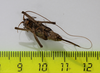 CollectionObject 1583556; 0e3e7304-349f-43f6-ab9b-02cf0cb6682f: female, ventral view (paratype). (CollectionObject).