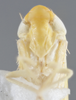 Head: !! display not done !! on Forcipata loca (DeLong & Caldwell, 1936): Head/Face. (Observation).