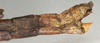 CollectionObject 1560696; NMW 1051, 5debb61e-92a3-436e-a391-56afa1b19174: copyright NMW, Vienna. female: end of abdomen, lateral view (syntype). (CollectionObject).