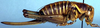 Idiostatus bechteli Rentz, 1973: female (paratype). (Otu).