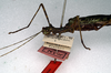 CollectionObject 1558676; NMW 208', 10b0a250-6b0f-4999-83aa-297269e3eff7: copyright NMW, Vienna. female of synonym Euphasma bicorne: head and thorax, lateral view (lectotype). (CollectionObject).