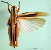 CollectionObject 1501193; e82e4aa1-6753-4f95-af71-29c2d316db52: male, dorsal view (syntype). (CollectionObject).
