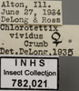 Other: !! display not done !! on Doleranus vividus (Crumb, 1915): Labels. Labels for the specimen used for the dorsal, lateral and face images. (Observation).