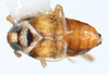 Habitus, dorsal view: !! display not done !! on Delphacodes trimaculatus Beamer, 1948: (Observation).