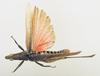 CollectionObject 1518518; 246b388d-b89b-419b-bd39-79d9fef4788b: male, dorsal view (holotype). (CollectionObject).