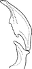 Aedeagus, lateral view: Aedeagus, lateral view. (Observation).