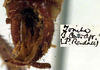 CollectionObject 1517587; 1a27f296-2e18-4853-8b38-47661bfb1d6d: male cerci (lectotype). (CollectionObject).
