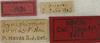 CollectionObject 1534977; 4a864c20-c84b-47ee-965a-f895f24b7e0e: labels (syntype). (CollectionObject).