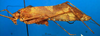 CollectionObject 1502887; fc3d4f6a-294d-42f2-ad8b-dcb2acb266b3: male, lateral view. (CollectionObject).