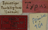 CollectionObject 1536025; bcfb1c24-c2a8-4b76-8054-f8ef38de2f95: labels (syntype). (CollectionObject).
