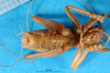 CollectionObject 1500160; 7d45b126-d844-4f9c-8aa7-49a9cd77f73b, DORSA BSal012S01: male, ventral view (holotype of Gryllacris inconspicua var. fleischeri). (CollectionObject).
