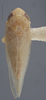 Habitus, dorsal view: !! display not done !! on Doleranus vividus (Crumb, 1915): Dorsal. Female. (Observation).