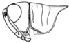 Leiotettix viridis Bruner, 1906: Fig. 1. male head and pronotum, lateral view. (Otu).