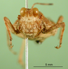 CollectionObject 1502377; 225b759f-d276-47f4-867c-b1b117903db2: female, frons (paralectotype). (CollectionObject).
