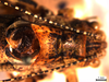 CollectionObject 1537730; 636a0a51-ce55-445f-a7d7-5509e8e3a825: male pronotum, dorsal view (holotype). (CollectionObject).