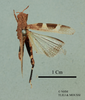 Hilethera hierichonica Uvarov, 1923: male, dorsal view (holotype). (Otu).