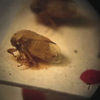 Habitus, lateral view: !! display not done !! on Micrutalis pallens Fowler, 1895: (Observation).