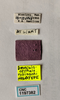 Other on Draeculacephala robinsoni Hamilton, 1967: (Observation).