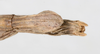 CollectionObject 1560427; bd11896f-e498-42f1-b959-c44f7049a332: copyright NMW, Vienna. female: end of abdomen, ventral view (syntype). (CollectionObject).;CollectionObject 1560428; e38535f2-096d-42a7-90c9-05a46b40f72a: copyright NMW, Vienna. female: end of abdomen, ventral view (syntype). (CollectionObject).