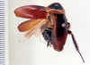 Dorylaea rhabdotops Hebard, 1929: Photo taken by Heidi Hopkins. (Otu).