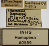 Other on Athysanella (Amphipyga) nigrofascia (DeLong & Davidson, 1934): Labels for male colorful specimen. (Observation).