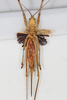 CollectionObject 1475574; f9610ab4-29ba-4bcb-82af-c60cc741a872: female, ventral view (holotype). (CollectionObject).