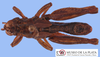 CollectionObject 1514208; MLP3670/1', 870bc60b-acea-45f4-95f4-82b69bae4946: male, dorsal view (paratype). (CollectionObject).