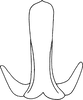 Aedeagus, ventral view on Drabescoides nuchalis (Jacobi, 1943): (Observation).