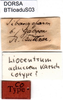 CollectionObject 1501720; d31021c3-9c11-48f9-b532-591f70bb51c7, DORSA BTlioaduS03: labels (syntype). (CollectionObject).
