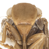 Head on Euhyloptera corticalis Fennah, 1945: (Observation).