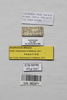 CollectionObject 1563904; cb9fc687-7ac0-47a6-b19f-49afeb5cdc67: Copyright Instituto de Ciencias Naturales (ICN). female, data labels (paratype). (CollectionObject).
