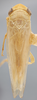 Habitus, dorsal view: !! display not done !! on Chlorotettix dentatus Sanders & DeLong, 1923: Dorsal. (Observation).