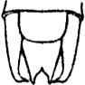 Pg. 107, Fig. 59 (after type). male, apex of abdomen, dorsal view. Depicts Arethaea phantasma Rehn & Hebard, 1914, an Otu.