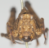 CollectionObject 1533863; 28d15f56-b9b8-4d2f-8770-ab6aa7d46628: female, frontal view (holotype). (CollectionObject).