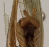 CollectionObject 1529689; 1f8dad55-5277-4b57-b0de-3335ab837f7c: male cerci (holotype). (CollectionObject).