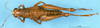 CollectionObject 1566733; ec9fee22-6bf2-4ee7-850a-908d4e0f68ce: female, dorsal view (syntype). (CollectionObject).