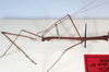 CollectionObject 1557682; 7bf6c299-d657-45d2-b5c0-9f5b17aef872: copyright MNCN, Madrid. male: head & thorax, lateral view (syntype). (CollectionObject).;CollectionObject 1557683; f6d433bf-4f51-4fc5-9cf6-311c6d0c275b: copyright MNCN, Madrid. male: head & thorax, lateral view (syntype). (CollectionObject).