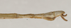 CollectionObject 1558051; 110c9e8b-e841-491f-91a0-eda43ffbf9f8: copyright, St. Petersburg. Holotype male, end of abdomen, lateral view. (CollectionObject).
