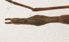 CollectionObject 1562735; a7dfe26f-9ad9-41e7-ba68-68bf6a6a19fd: copyright QMBA. female: end of abdomen, dorsal view (holotype). (CollectionObject).