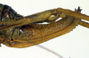 CollectionObject 1501784; 0c111962-fae5-482f-8575-a1d054f29e2a: ovipositor (allotype). (CollectionObject).
