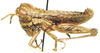 Atopotettix megalocephalus Brown, 1970: male, lateral view. (Otu).