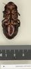 CollectionObject 1573024; b202b210-a9a3-462c-a35f-3ebfa92a102a: Copyright Natural History Museum, London. Non-type (adult female) in BM(NH). Ventral view. (CollectionObject).