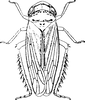 Other on Exitianus indicus (Distant, 1908): Habitus, dorsal view. (Observation).