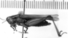 CollectionObject 1530638; d1169f9c-683a-4013-96ca-89b189fab1cf: Image Carbonell, C.S. female, lateral view (syntype). (CollectionObject).