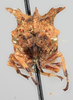 Head: !! display not done !! on Tumecauda serraticornis (Funkhouser, 1930): (Observation).
