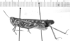 Rhammatocerus pictus (Bruner, 1900): male, lateral view (paralectotype). (Otu).