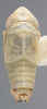Habitus, dorsal view on Athysanella (Gladionura) concava Ball & Beamer, 1940: Dorsal - Male. (Observation).