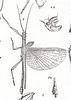 Damasippoides Brancsik, 1893: from original publication. Damasippoides xanthostictus [type species]. (Otu).